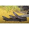 Polypterus ornatipinnis