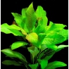 Hygrophila corymbosa manojo