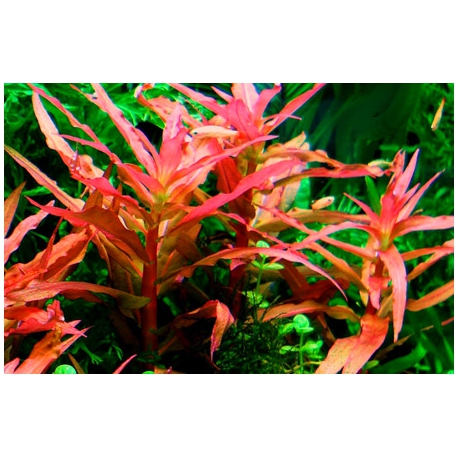 Ammania graciliss red
