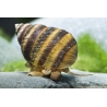 Caracol piano tailandés