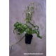 Echinodorus tortifolia