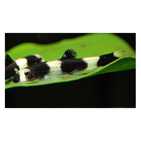 Botia panda PROTOMYZON PACHYCHILUS