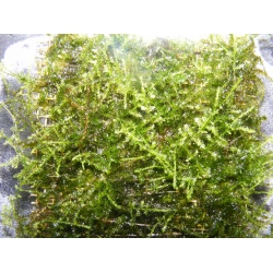 Taxiphyllum spec Spicky/ Spiky moss