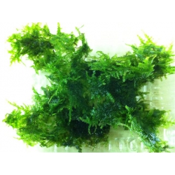 Vesicularia montagnei/Christmas moss