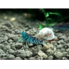 CARIDINA CANTONENSIS VAR "TIGER BLUE"