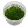 Eleocharis mini tarrina 7 cm