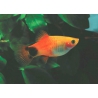 Platy mickey mouse