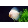 DISCO BLANCO DIAMANTE 7 CM