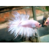 BETTA MACHO COLA CORONA BLANCO METALICO 4-5 CM