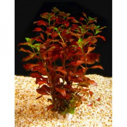 Ludwigia palustris red