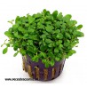 Glossostigma