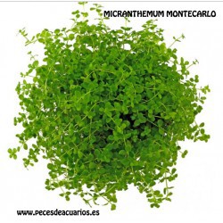 Micranthemum MonteCarlo