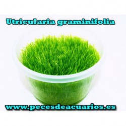 Utricularia graminifolia tarrina