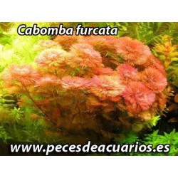 Cabomba furcata red