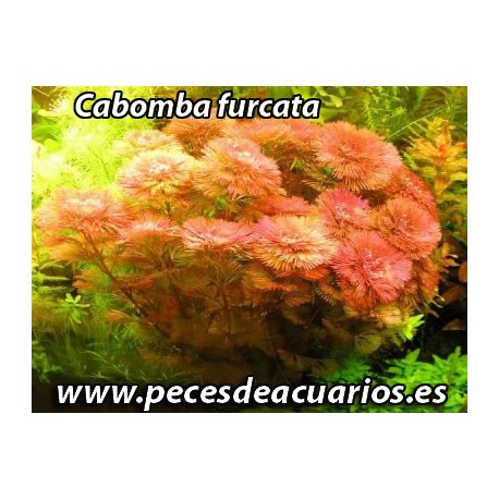 Cabomba piauhyensis red