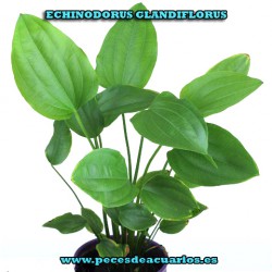 Echinodorus glandiflorus