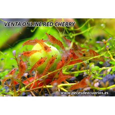 Neocaridina heteropoda Red cherry