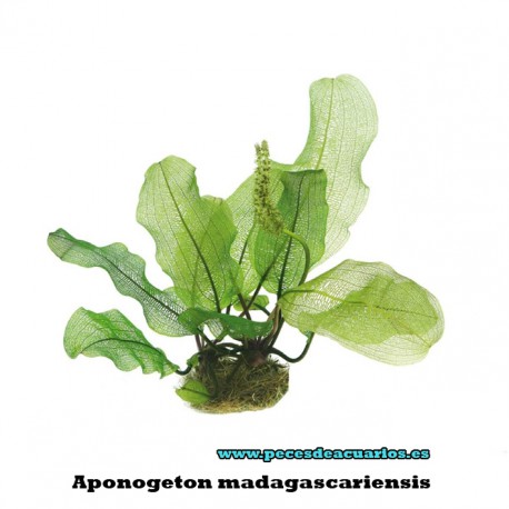 Aponogeton madagascariensis