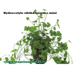 Hydrocotyle sibthorpioides mini
