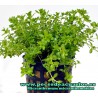 Micranthemum micranthemoides