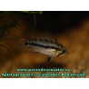 Apistogramma cacatuoides juvenil 2,5 cm