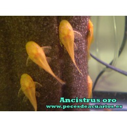 Ancistrus oro juvenil 2 cm