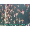 Pez escalar surtido 2-3 cm