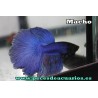 Betta halfmoon azul macho