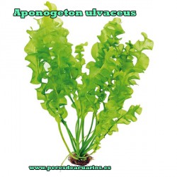 Aponogeton ulvaceus