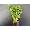 Bacopa monnieri