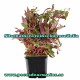 Alternathera reinecki roseifolia
