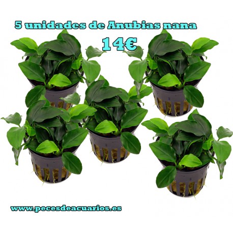 Anubia barteri variedad nana (5 unidades)