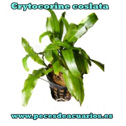 Crytocorine coslata