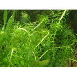 Egeria crispus