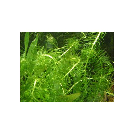 Egeria crispus
