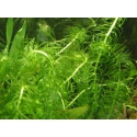 Egeria najas