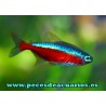 TETRA CARDENAL
