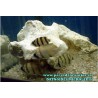 DATNOIDES MICROLEPIS 5 cm