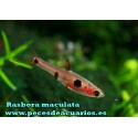 Rasbora maculata