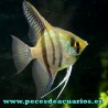 Escalar silver 4 cm