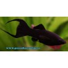Molly negro 4cm