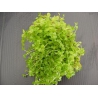 Micranthemum umbrosum