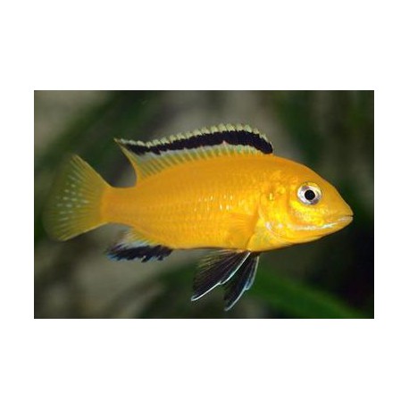 Labidochromis lemon