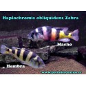 Haplochromis obliquidens Zebra