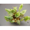 Cryptocoryne wentii red