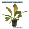 Echinodorus rubra/osiris