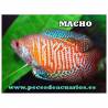 Colisa lalia macho