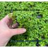 Bacopa australis