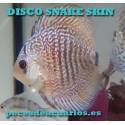 Pez disco Snake skin 6 cm