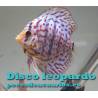 Pez disco Leopard 9 cm